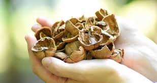 Walnut Shells